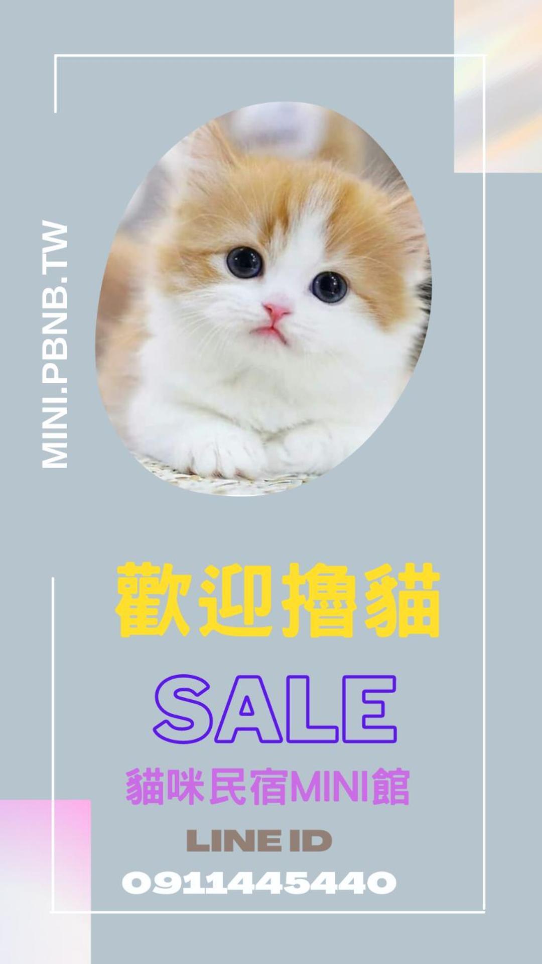 貓咪民宿mini館-中午即可入房 T'ai-tung Extérieur photo